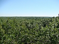 Western Michigan [2010] 078